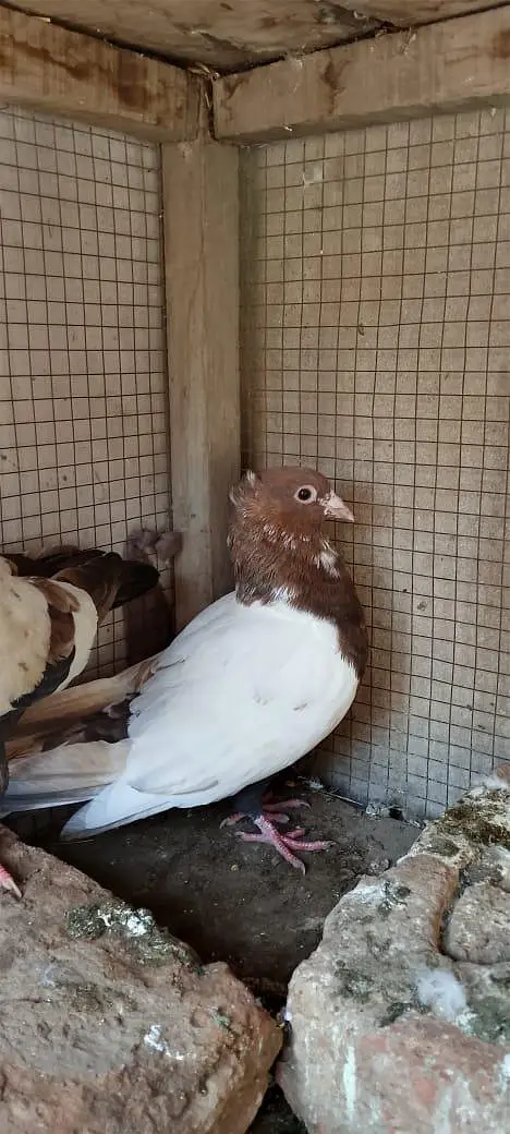 chira pair age only 1 year no 03098359602 — photo 5
