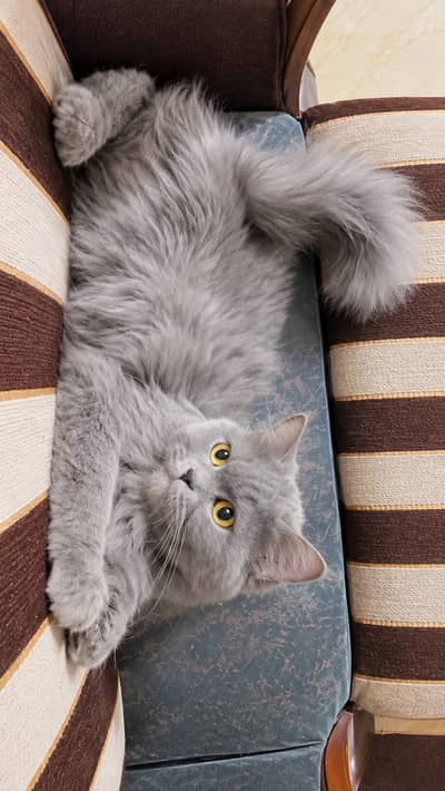 Grey Persian Cat