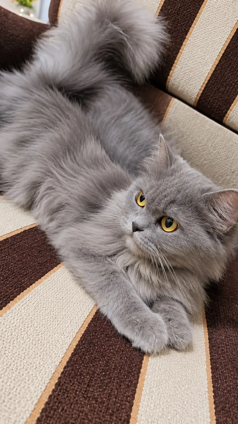 Grey Persian Cat — photo 2