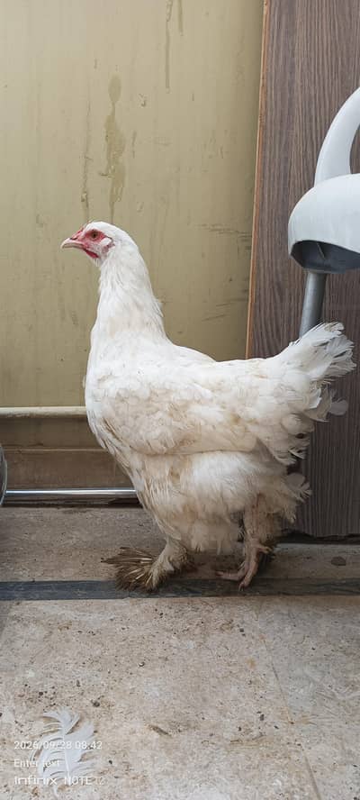 quality white buff for sale