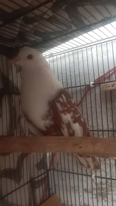 karbalai Danish
