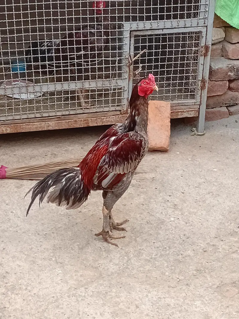 aseeel murgaa — photo 2