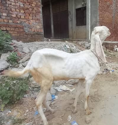 rajan pori bakri