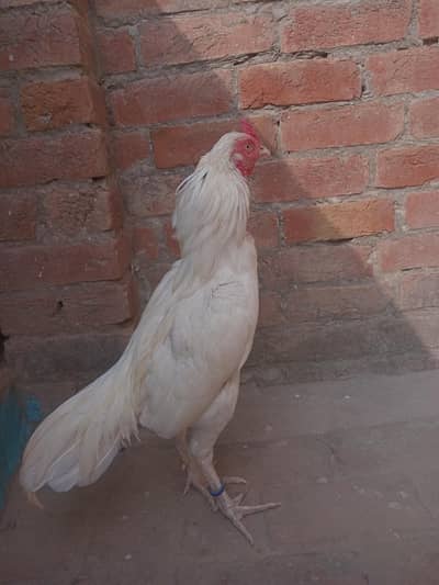 pure paper white heera aseel male