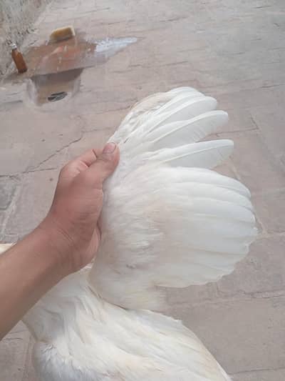 pure paper white heera aseel female