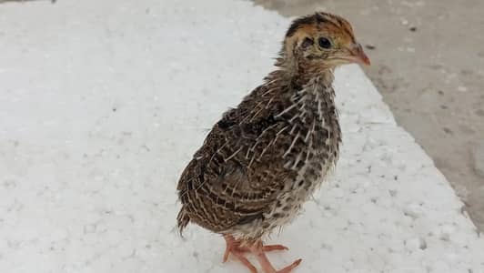 Adult Quail/batair for sell