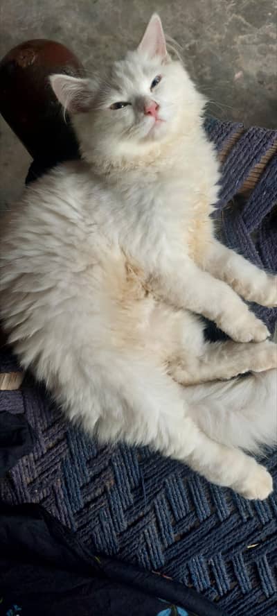 Persian kittens odd eyes