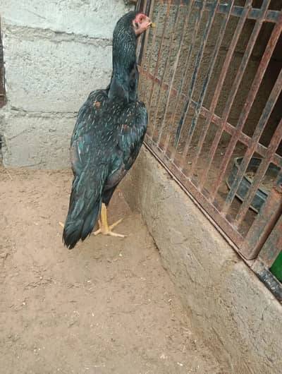 Pure Black Aseel
