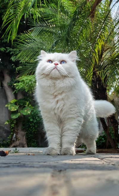 Persian cat and Rag Doll