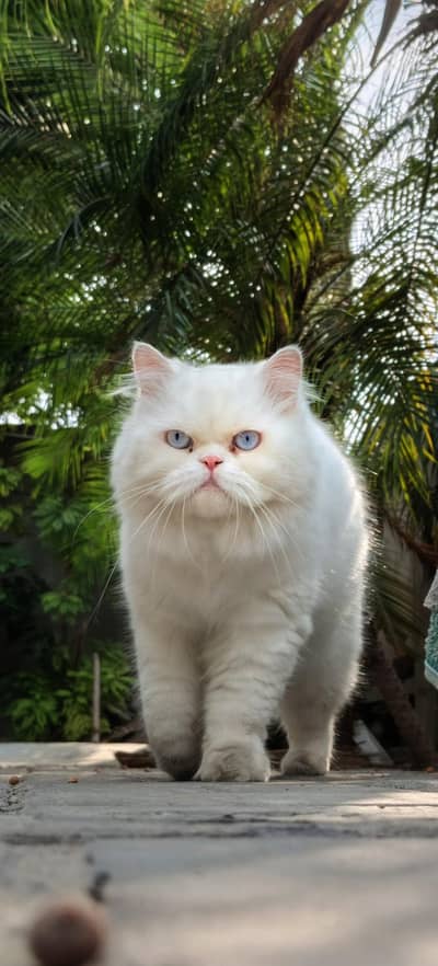 Persian cat and Rag Doll