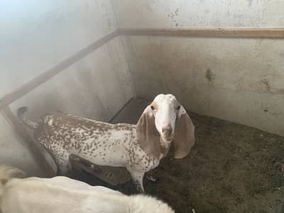 Pure Makahcheeni bakri