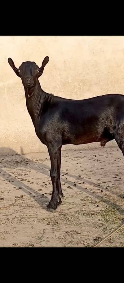 jet black taidaa active