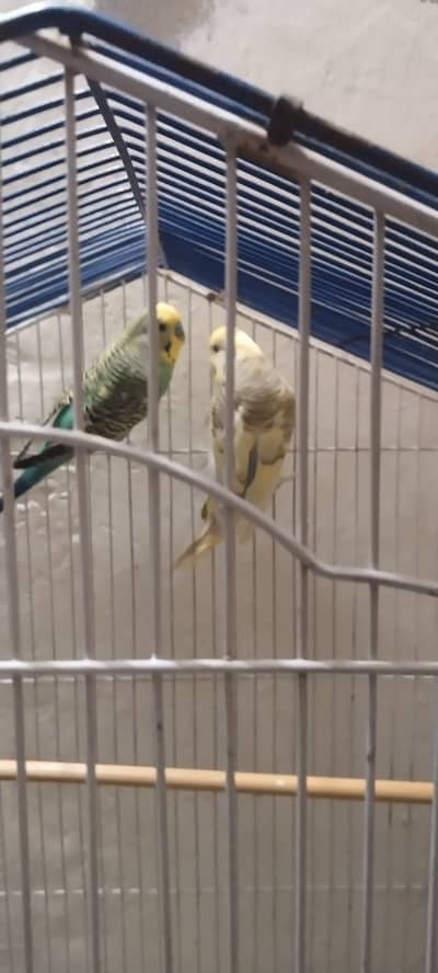  Australian Budgie Parrots For Sale 