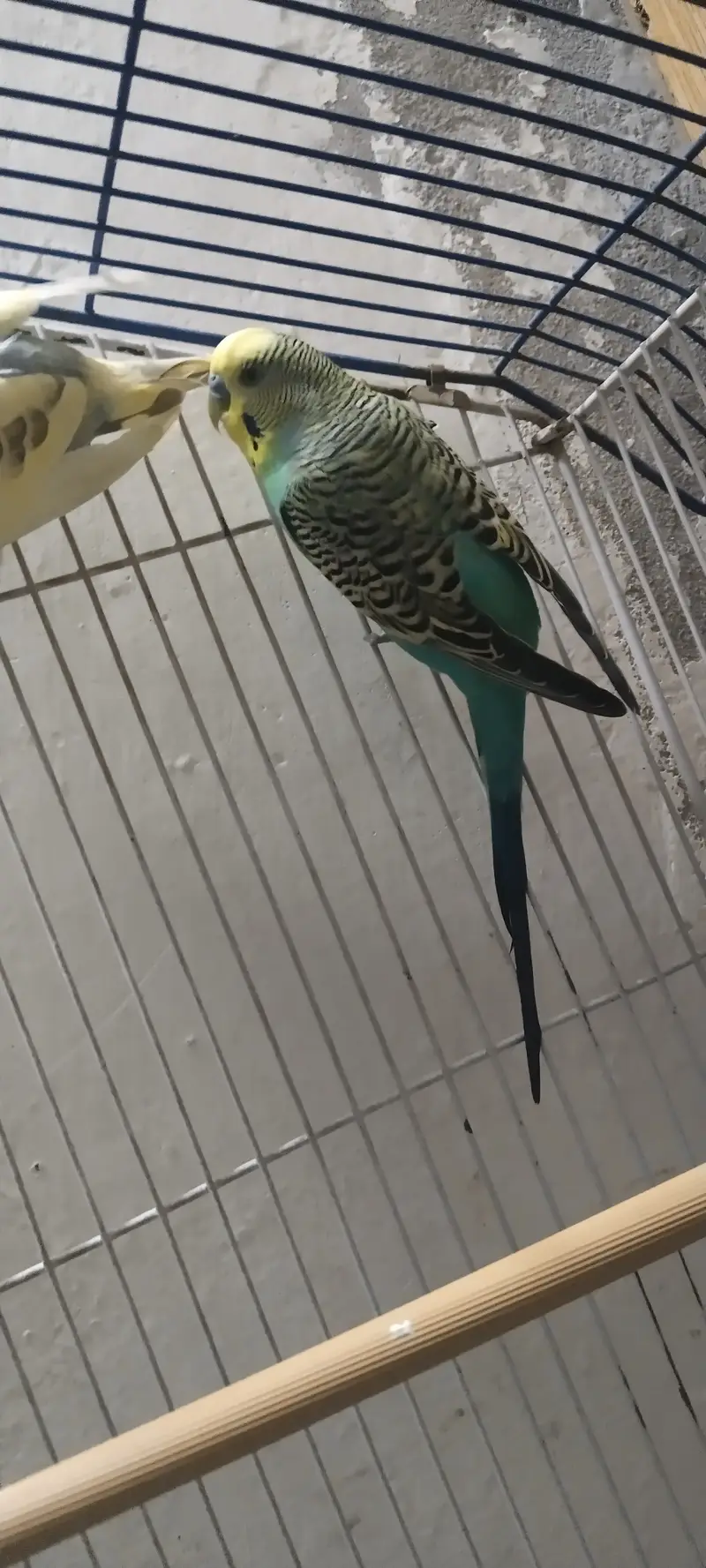  Australian Budgie Parrots For Sale  — photo 2