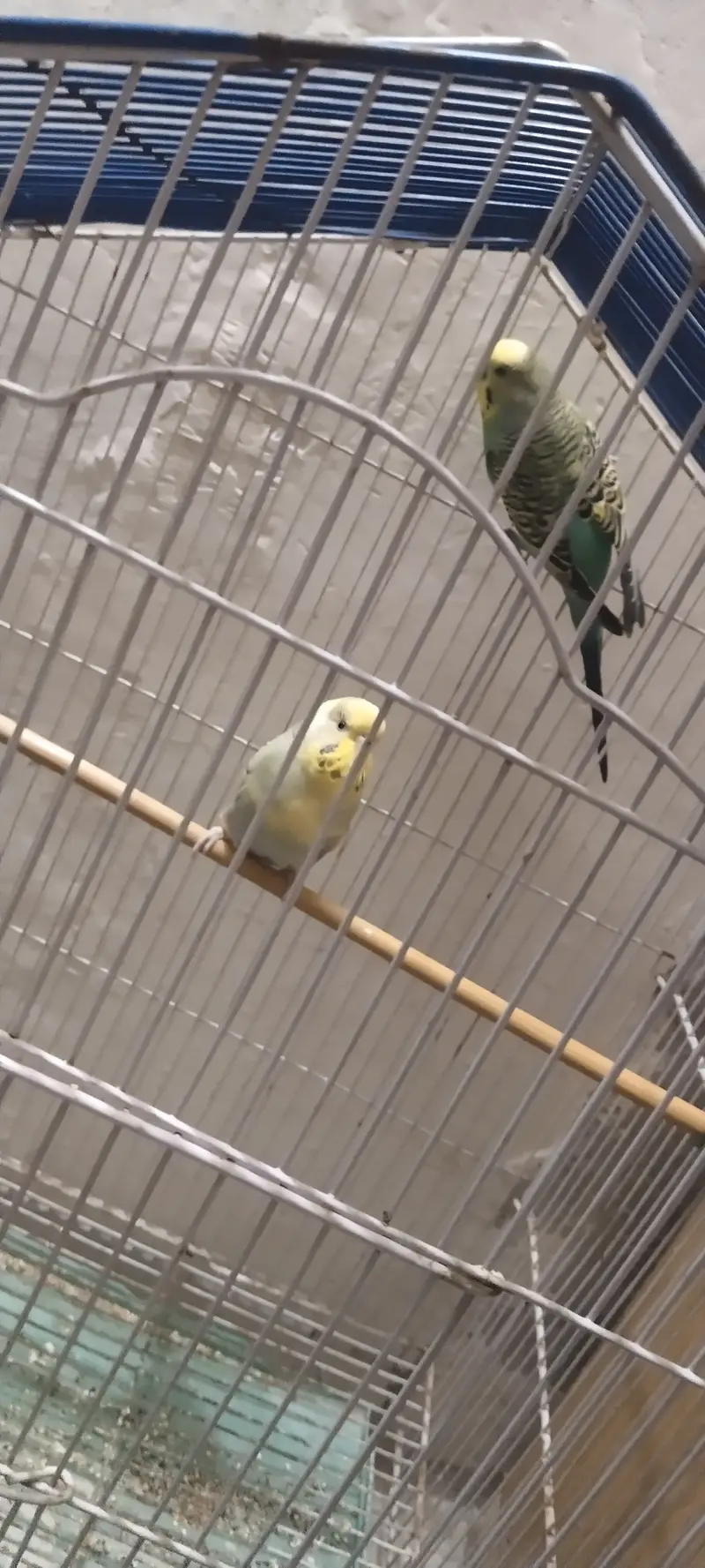  Australian Budgie Parrots For Sale  — photo 3