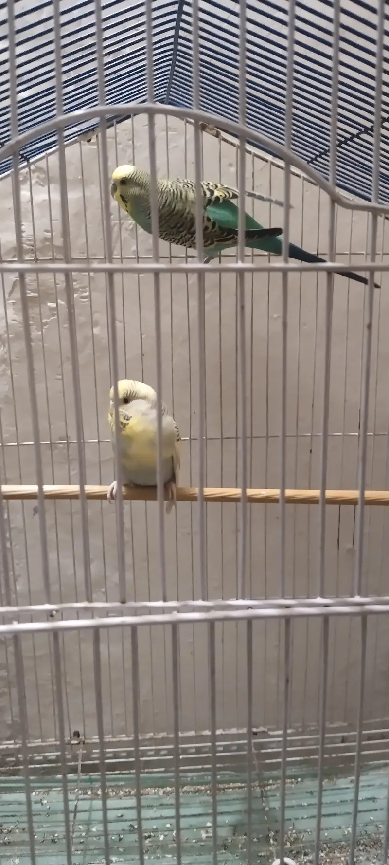  Australian Budgie Parrots For Sale  — photo 4