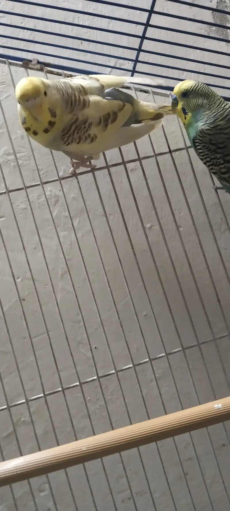  Australian Budgie Parrots For Sale  — photo 5