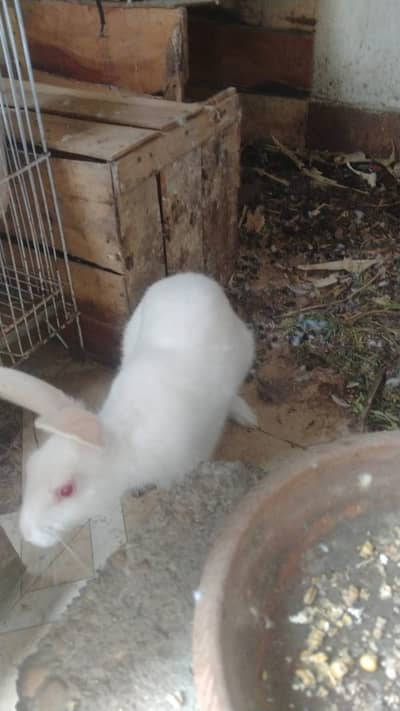 01 Red Eye Rabbit for Sales