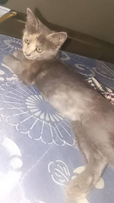 Persian breed
