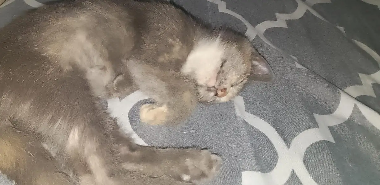 Persian breed — photo 2