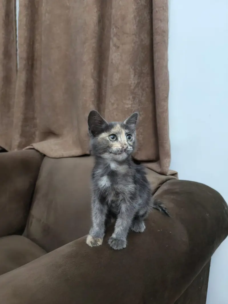 Persian breed — photo 3