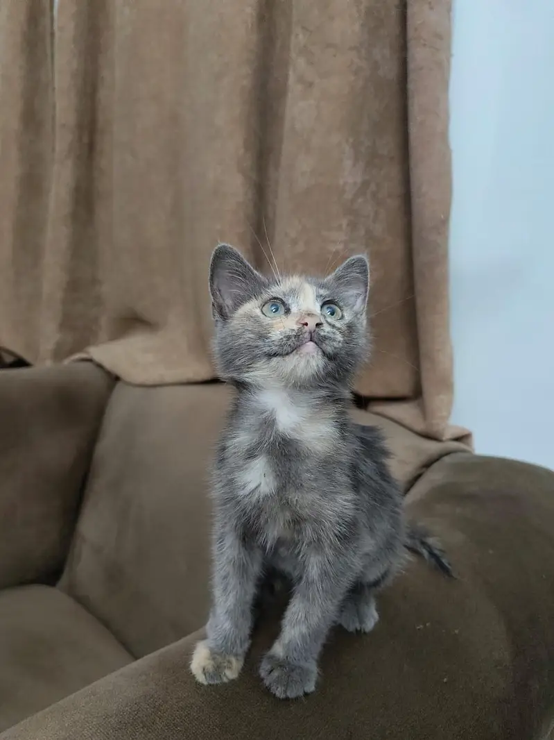 Persian breed — photo 4