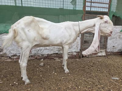 gulabi goat