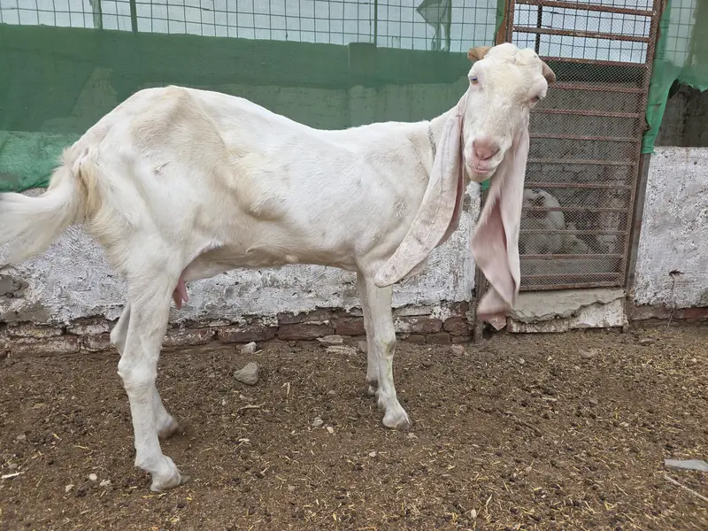 gulabi goat — photo 2