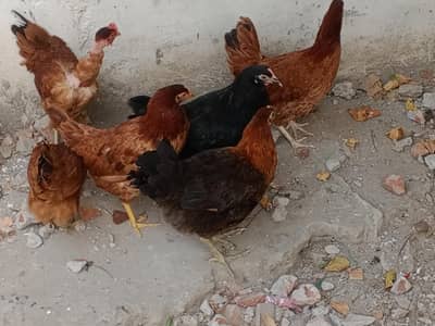 9 murgia ha