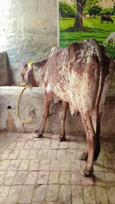 cholistani Friesian cross first timer