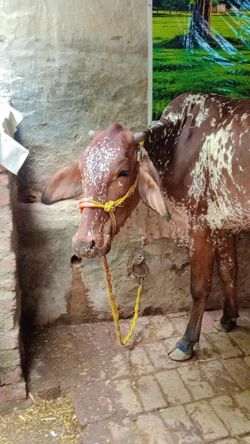 cholistani Friesian cross first timer — photo 3