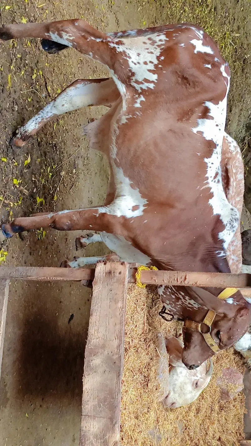 cholistani Friesian cross first timer — photo 5