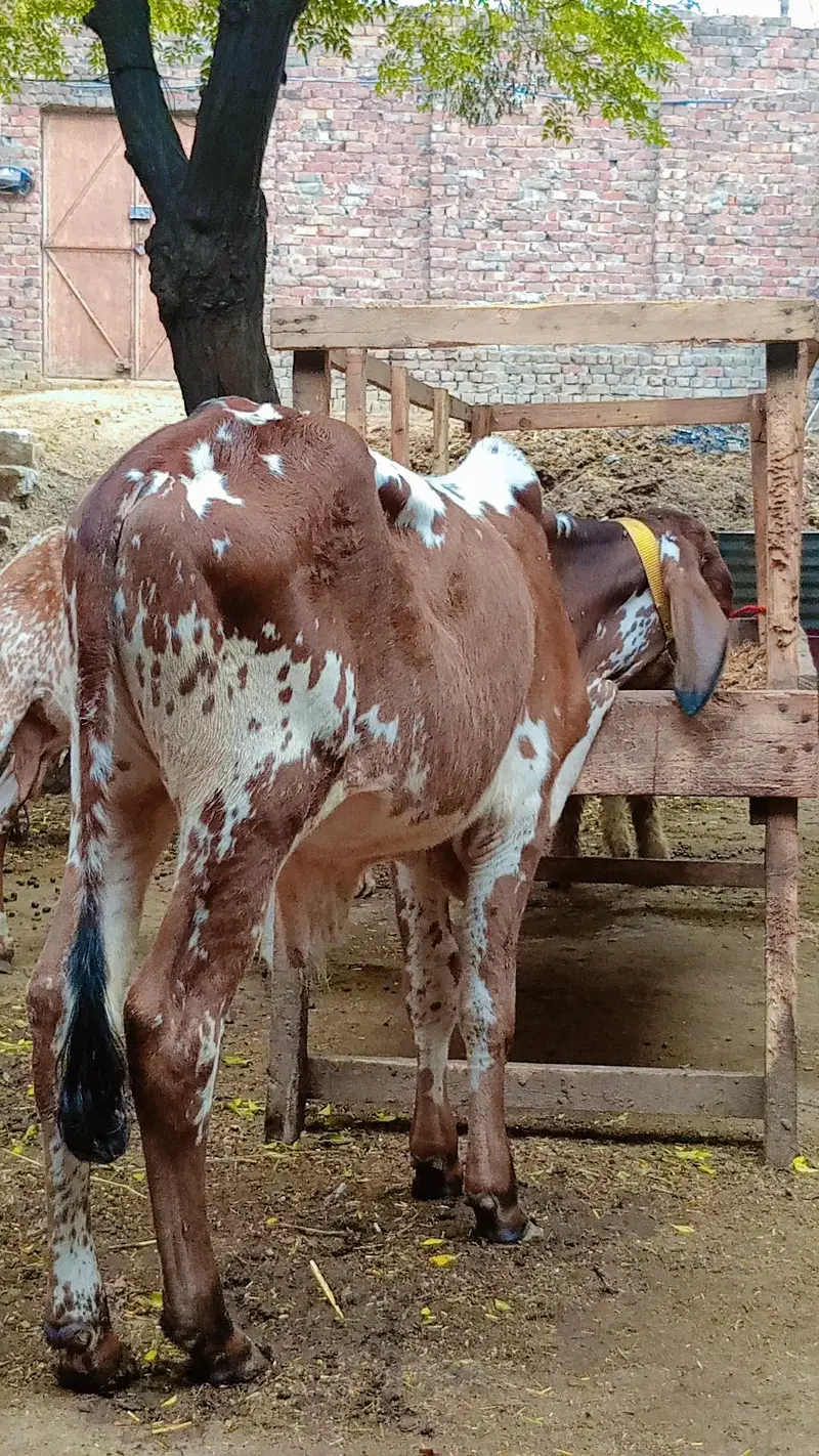 cholistani Friesian cross first timer — photo 6