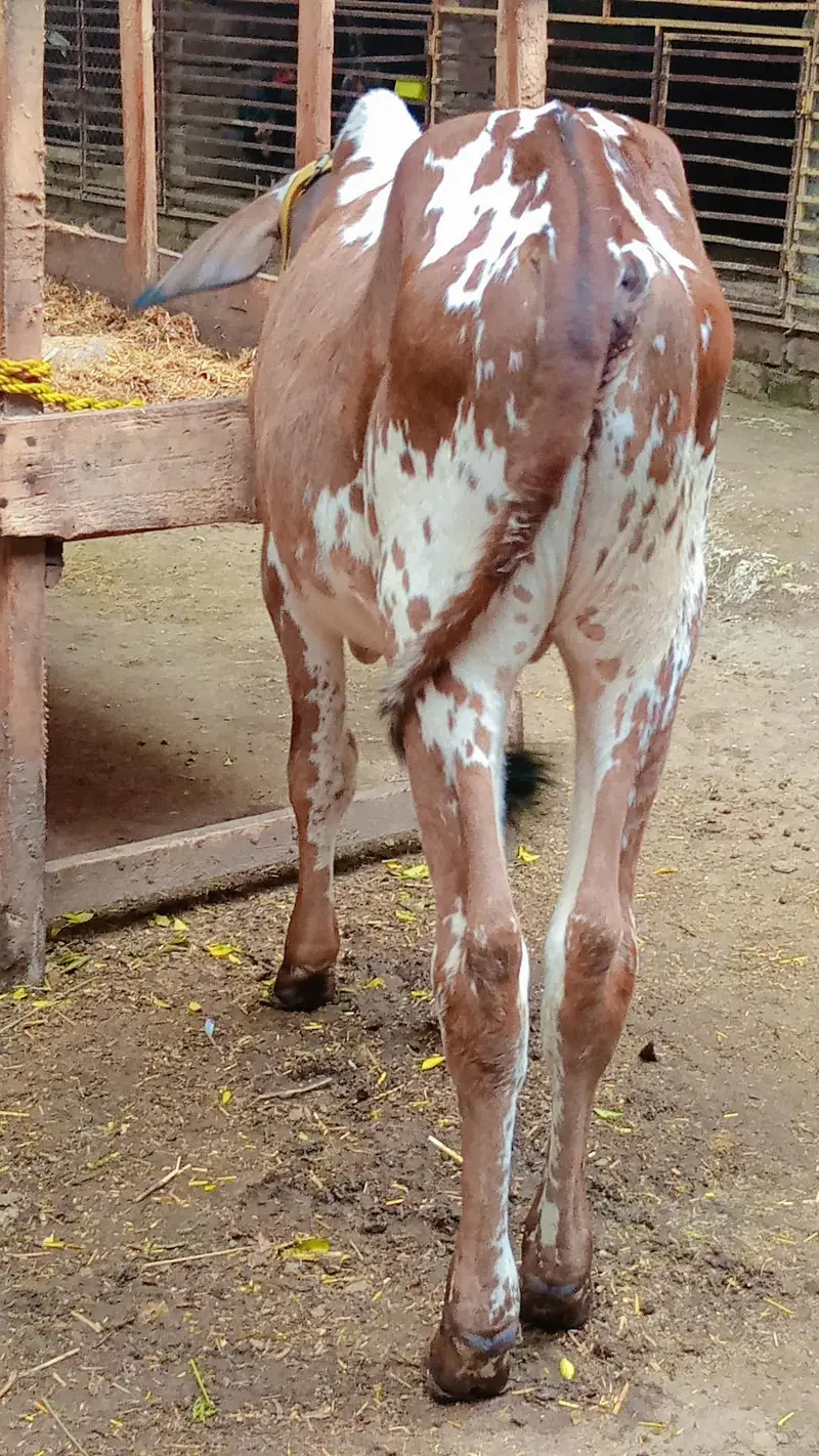 cholistani Friesian cross first timer — photo 7