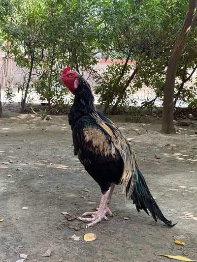 Pure Mianwali Aseel Murga - Mushki / Lakha - Super Aggressive & Active