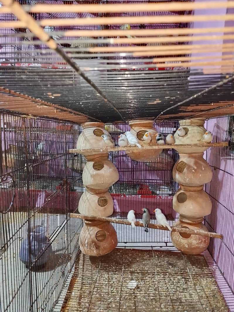 Finch 0