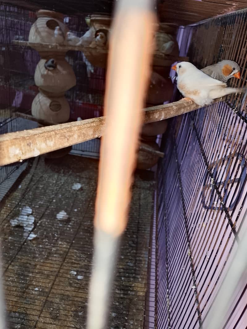 Finch 1