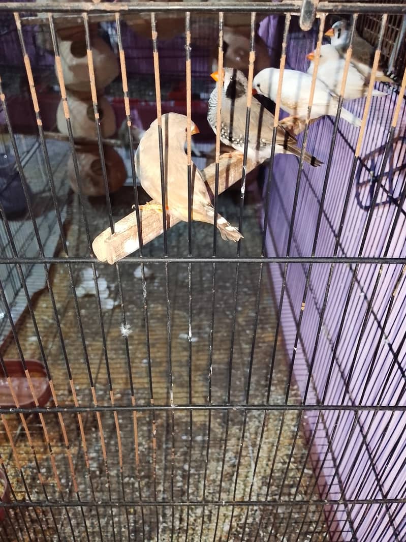 Finch 2