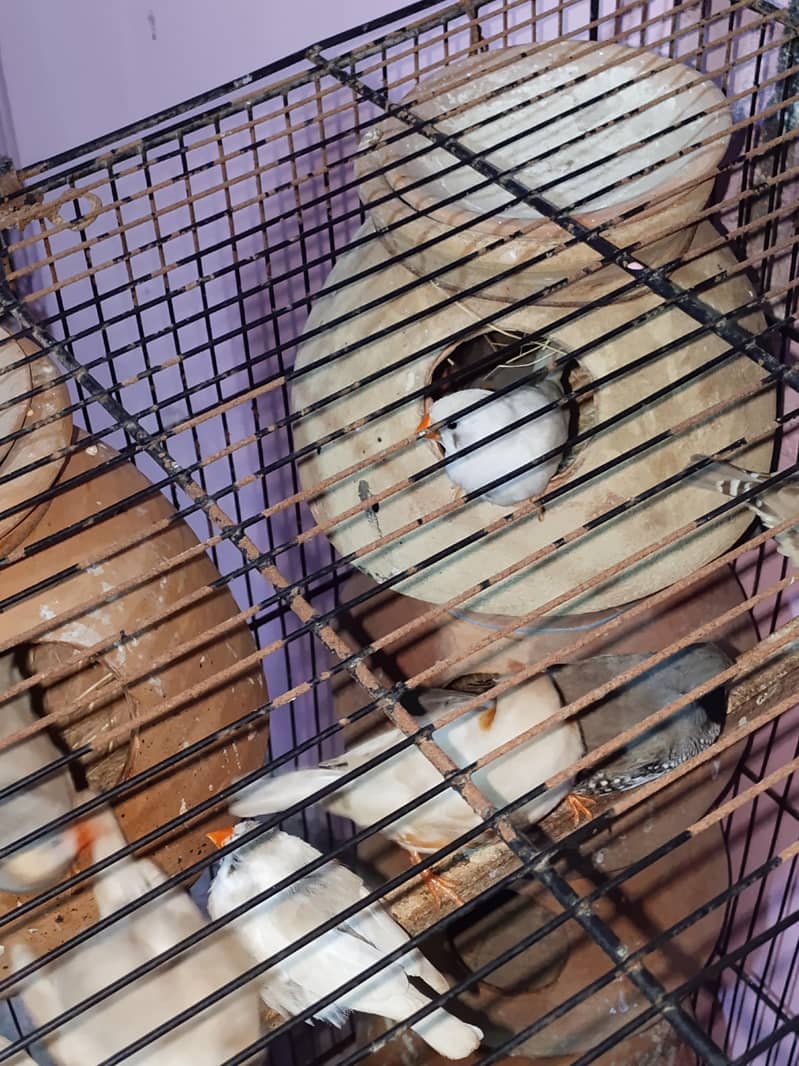 Finch 3