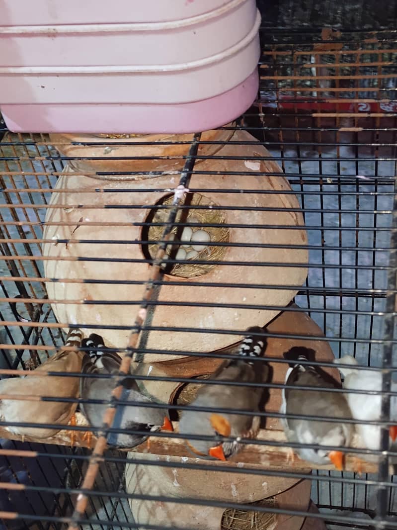 Finch 4