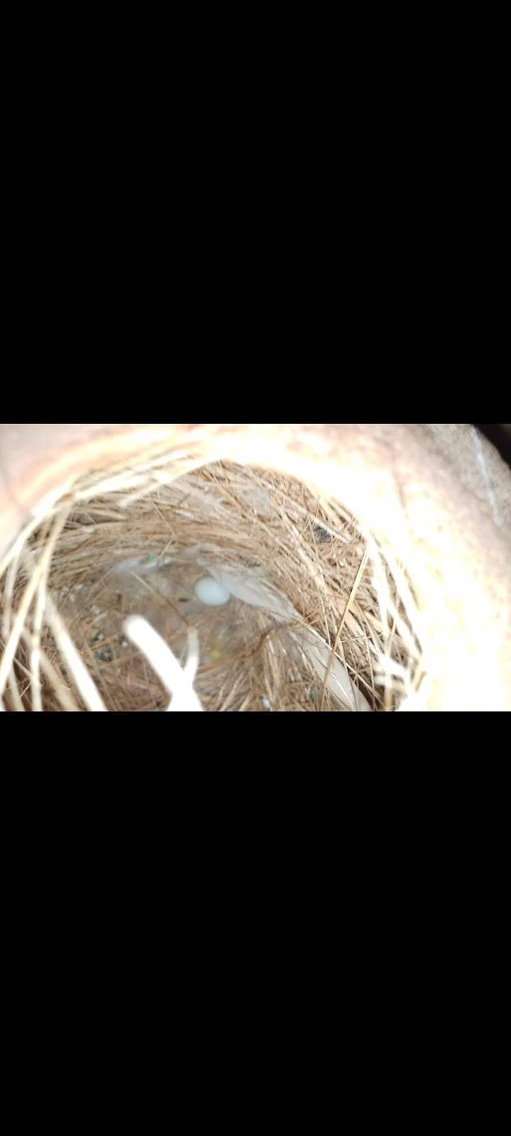 Finch 11