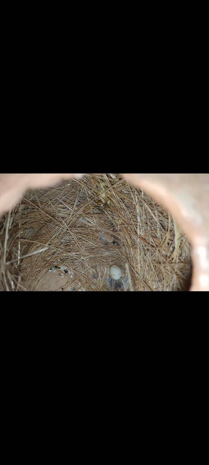 Finch 13