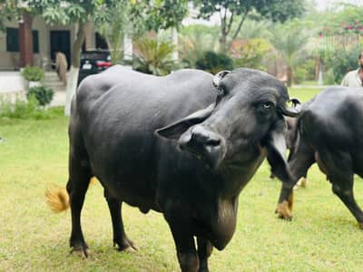 Buffalo for sall