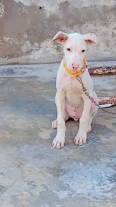 pure pink nose Gullteair dog