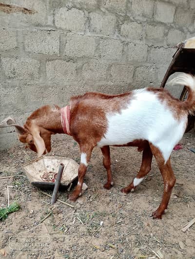 bakra 2dant ka hai ando bakra hai