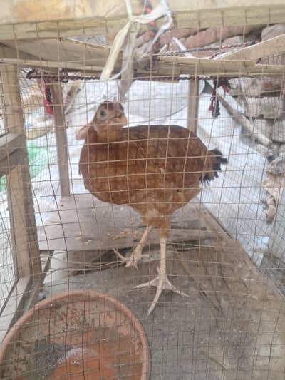Urgent for sale