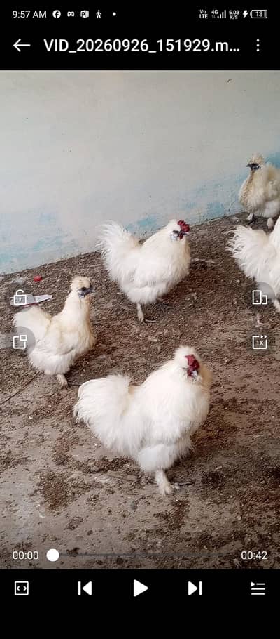 eggs also avaliable.  single silki hen 4500 ki ha