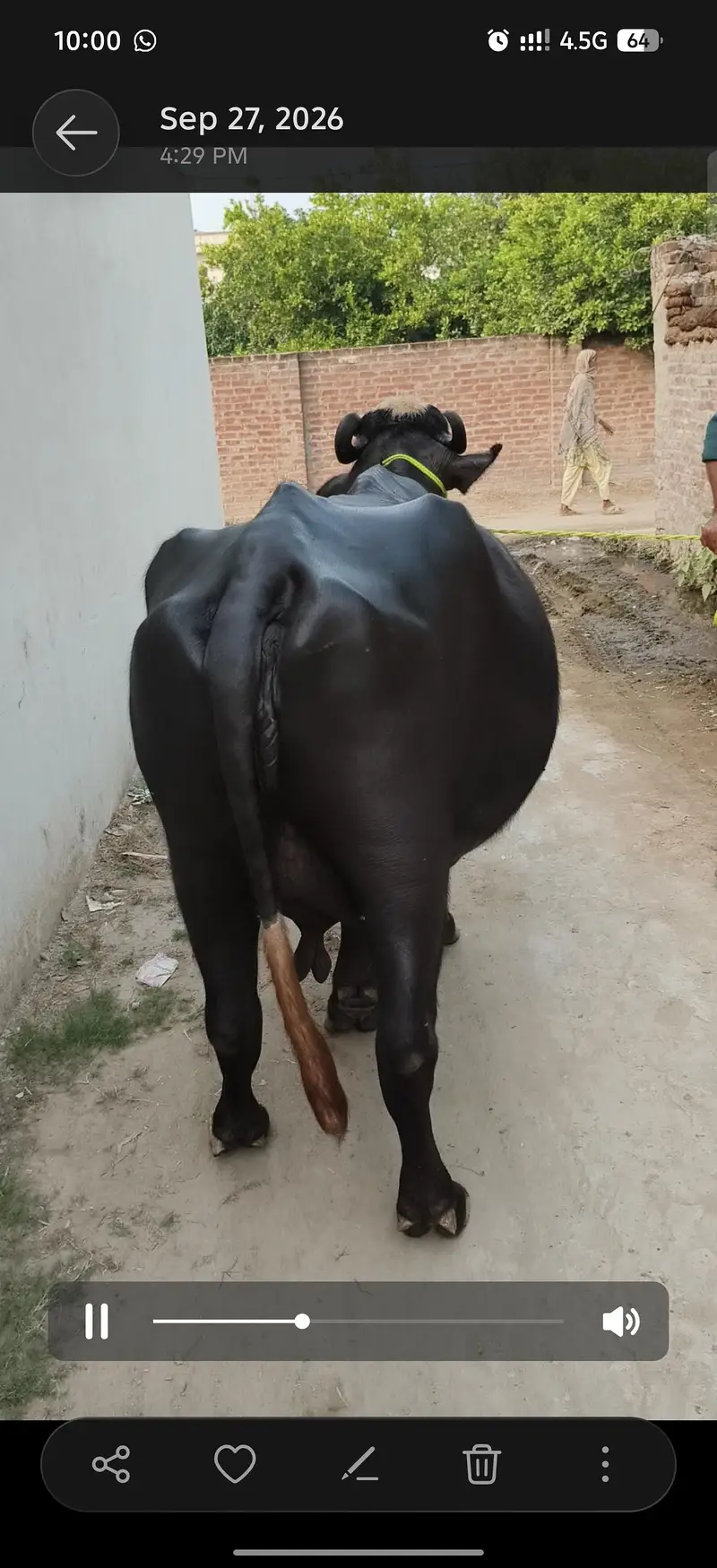 one month ghaban 8kg dodh — photo 3