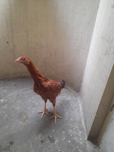 Aseel pathi for sale