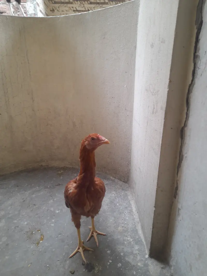 Aseel pathi for sale — photo 2